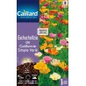 Graines Eschscholtzia de Californie simple varié Caillard Fleurs