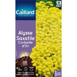 Graines Alysse Saxatile corbeille d'or Caillard Fleurs