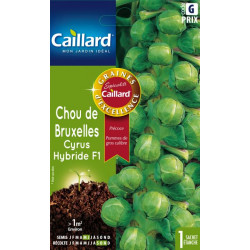 Graines Chou de Bruxelles Cyrus HF1 Caillard Légumes